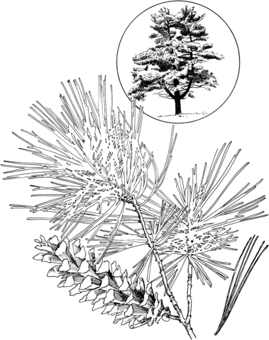 Eastern White Pine Coloring Page